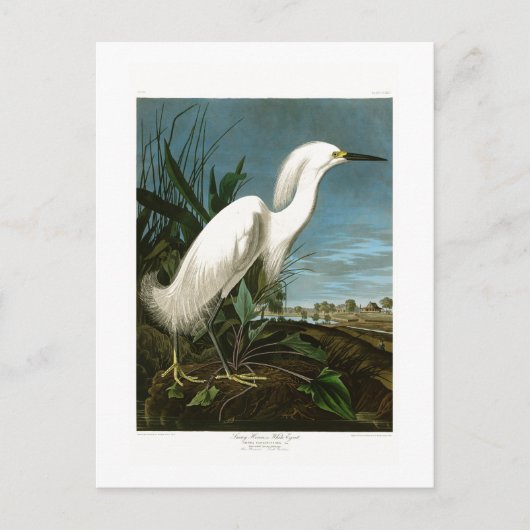 De sneeuw Vogels van Audubon van de Aigrette van Briefkaart (Voorkant)