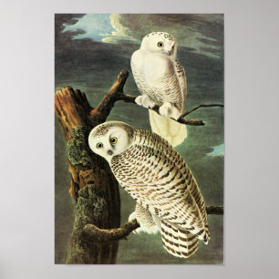 De sneeuw Vogels van Audubon van de Uil van het Poster