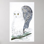"De Snowy Owl ~Official bird of Quebec" Poster (Voorkant)