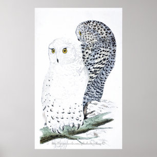 "De Snowy Owl ~Official bird of Quebec" Poster