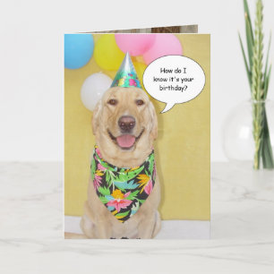 De Snuivende Hond van de cake Kaart