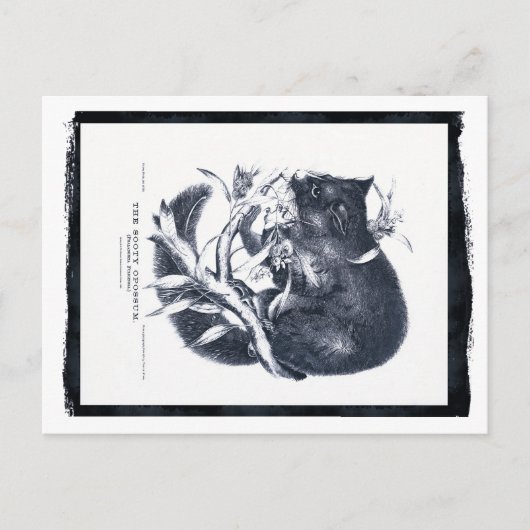 De Sooty Opossum Briefkaart (Voorkant)