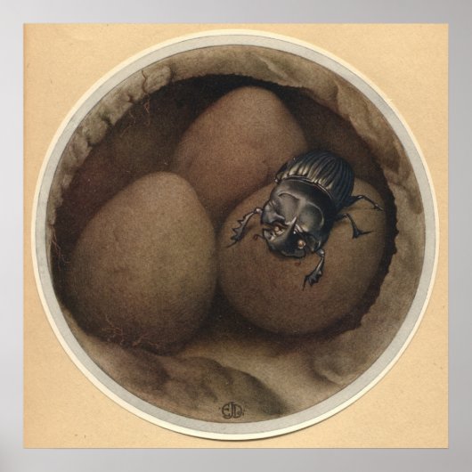 DE SPAANSE COPRIS - INsect Book Illustration Poster (Voorkant)