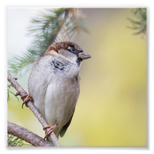 De Sparrow van het huis in een Pine Boom Foto Afdruk (Voorkant)