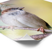 De Sparrow van het huis in een Pine Boom Foto Afdruk (Hoek)