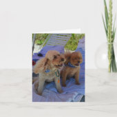 De spatie binnen, Honden Cockapoo geniet van Kaart (Voorkant)