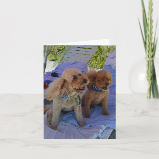 De spatie binnen, Honden Cockapoo geniet van Kaart (Voorkant)