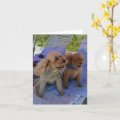 De spatie binnen, Honden Cockapoo geniet van Kaart (Gele Bloem)