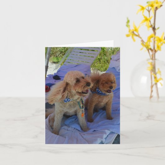 De spatie binnen, Honden Cockapoo geniet van Kaart (Gele Bloem)