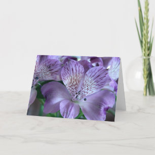 De Spatie van de Lelie van Alstroemeria Kaart