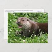De speelse geest van de Euraziatische otter Briefkaart (Voorkant / Achterkant)