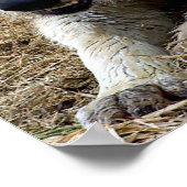 De speelwolf poster (Hoek)