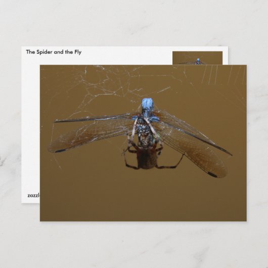 De spin en de (Vuur) vlucht Briefkaart (Voorkant / Achterkant)