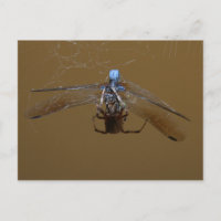 De spin en de (Vuur) vlucht