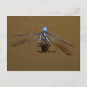 De spin en de (Vuur) vlucht Briefkaart (Voorkant)