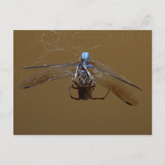 De spin en de (Vuur) vlucht Briefkaart (Voorkant)