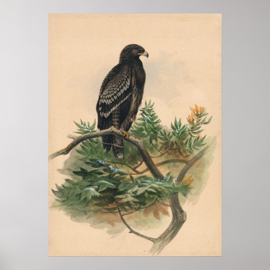 De spottende adelaar van Joseph Wolf Poster (Voorkant)