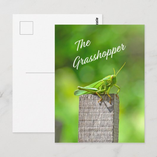 De sprinkhaan briefkaart (Voorkant / Achterkant)