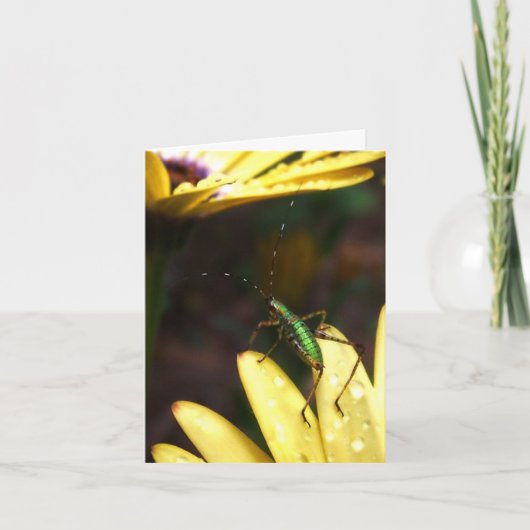 De Sprong van Katydid van het baby van de Kaart (Voorkant)