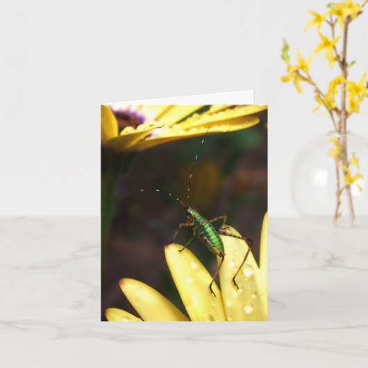 De Sprong van Katydid van het baby van de Kaart (Gele Bloem)