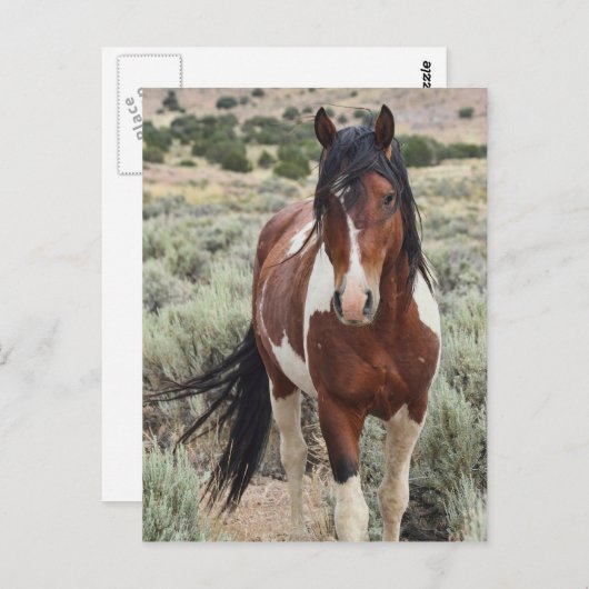 De Stallion Briefkaart (Voorkant / Achterkant)