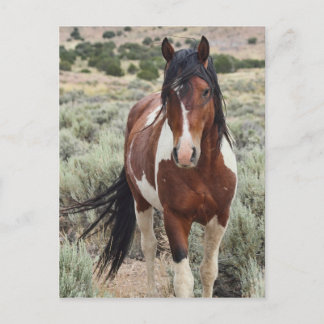 De Stallion Briefkaart