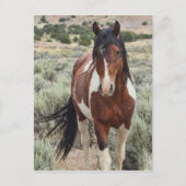 De Stallion Briefkaart (Voorkant)