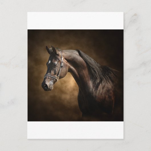 De Stallion Briefkaart (Voorkant)