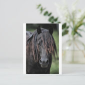 De Stallion Briefkaart (Staand voorkant)