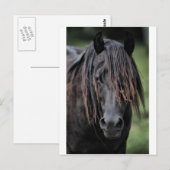 De Stallion Briefkaart (Voorkant / Achterkant)