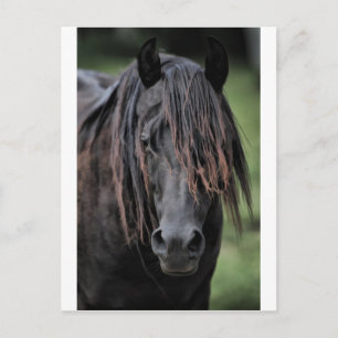 De Stallion Briefkaart