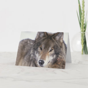 De Starende blik van de wolf Kaart