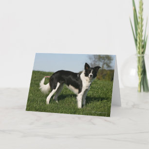 De Status van border collie Kaart