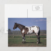 De Status van het Paard van Appaloosa Briefkaart (Voorkant / Achterkant)