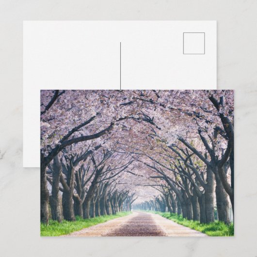 De Steeg van de Bloesem van de kers Briefkaart (Voorkant / Achterkant)