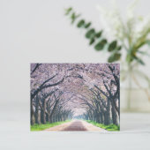 De Steeg van de Bloesem van de kers Briefkaart (Staand voorkant)