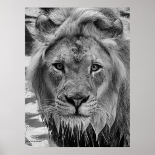 De stenen van de Lion Poster