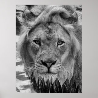 De stenen van de Lion Poster