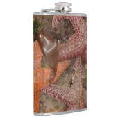 De Sterren van de zeester/van het Zee in het Heupfles (Rechts)