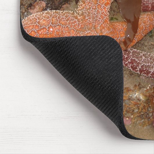 De Sterren van de zeester/van het Zee in het Muismat (Hoek)