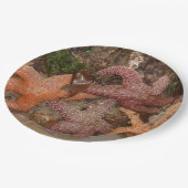 De Sterren van de zeester/van het Zee in het Papieren Bordje (Gekanteld)