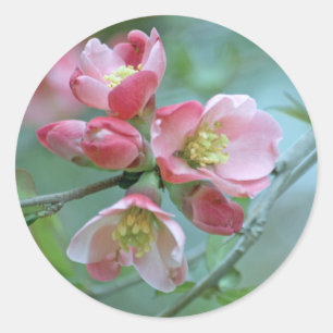 De Sticker van de Bloesem #P0356 van Apple