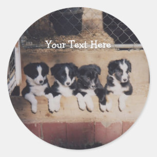 De Sticker van de Hond van het Puppy van border