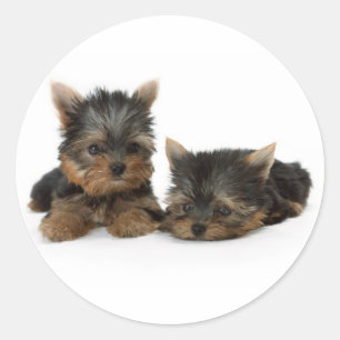 De Sticker van het "puppy" van Yorkshire Terrier
