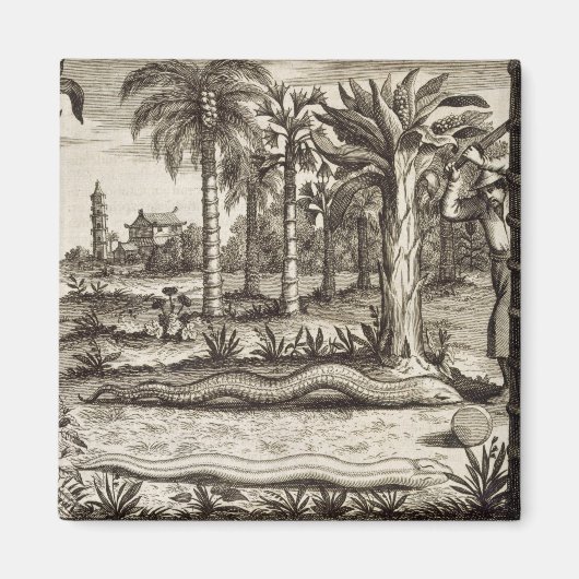 De Stone Snake uit China geïllustreerd door Athan Magneet (Voorkant)