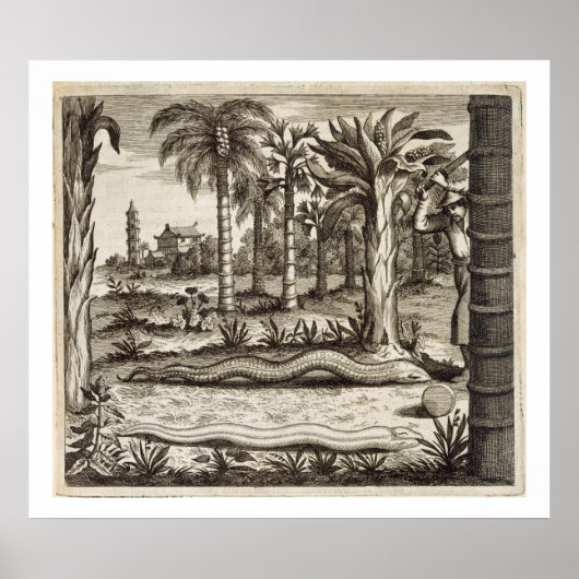 De Stone Snake uit China geïllustreerd door Athan Poster (Voorkant)