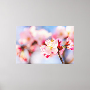 De stralende schoonheid van roze Sakura bloemen Canvas Afdruk