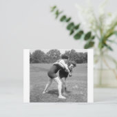 De Strijd van de kat, de vroege jaren 1900 Briefkaart (Staand voorkant)