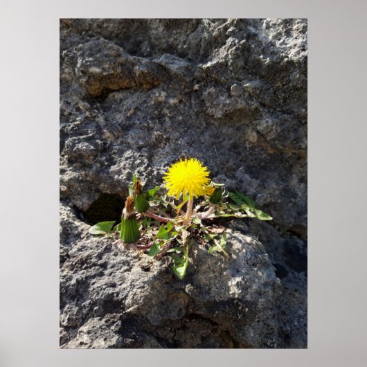De strijder, de andelions op de rots poster (Voorkant)