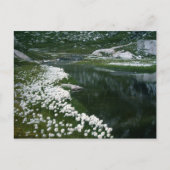 DE SWAN BRIEFKAART (Voorkant)